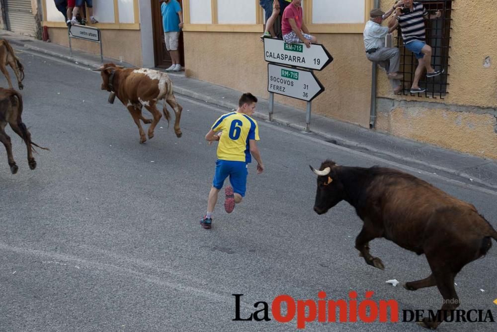 Suelta de vacas en Moratalla