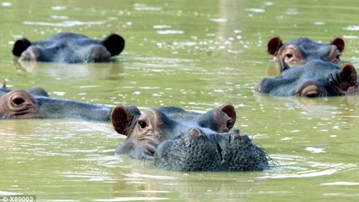 La población de hipopótamos en Colombia se ha descontrolado desde que se escaparon los cuatro ejemplares traídos al país por Pablo Escobar.