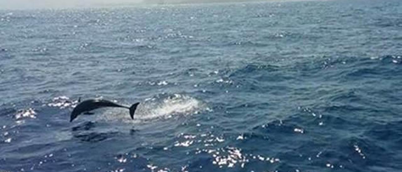 Dos delfines «acompañan»   a un barco durante casi dos millas ante la costa de Cullera