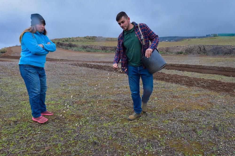 Plantación de trigo y lenteja en Juncalillo (Gran Canaria)