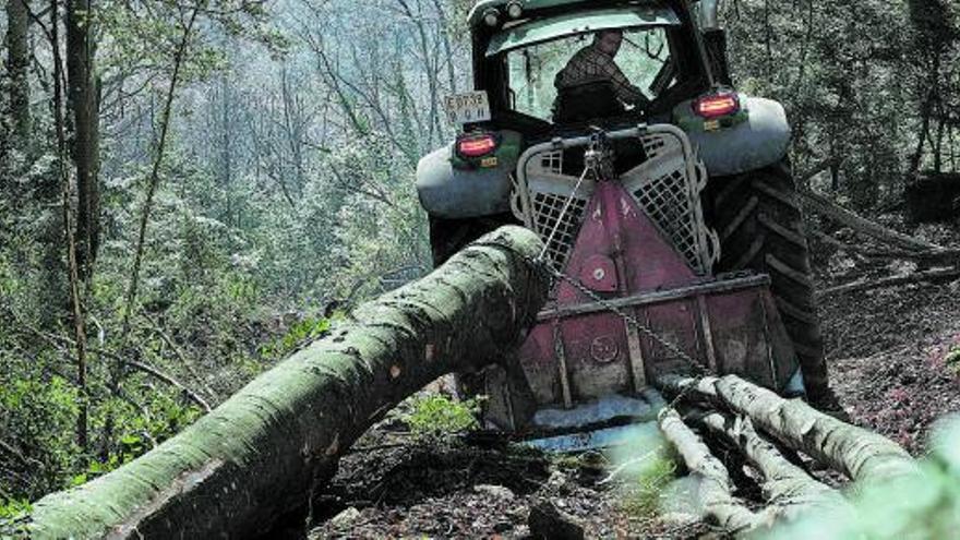 40 anys d’abandó ofeguen els boscos