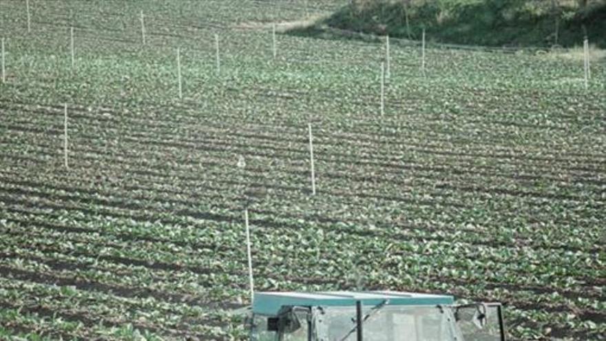 La Junta priorizará al Campo Arañuelo en las ayudas para jóvenes agricultores