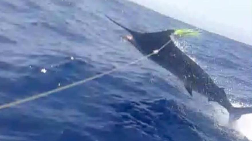 Uno de los marlin azules capturado y soltado ayer.