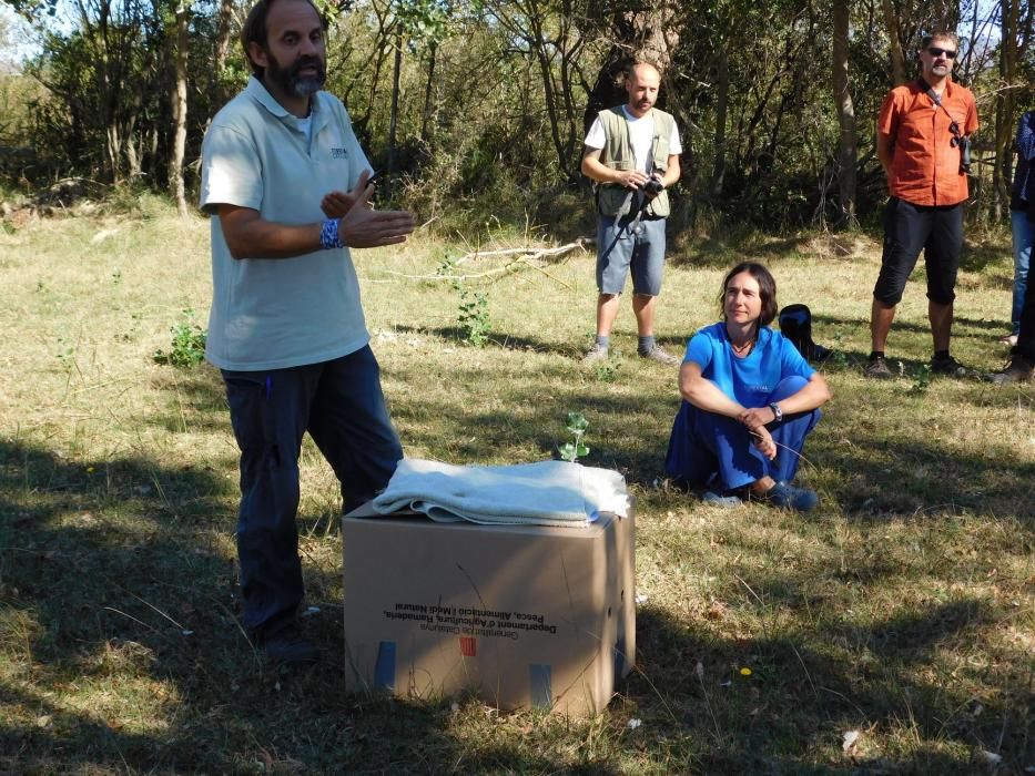 El Centre de Fauna allibera una àliga