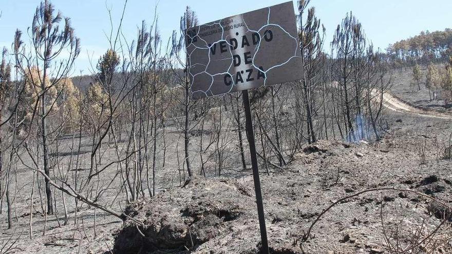 Una de las zonas quemadas en Verín en los últimos días. // Iñaki Osorio