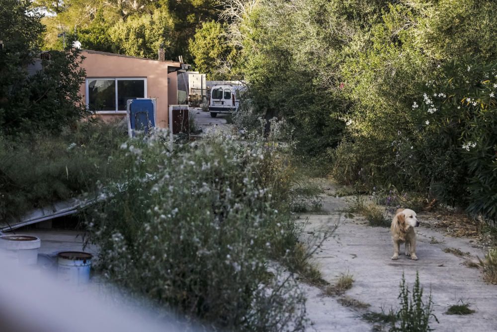 Hallan los cadáveres de dos ancianos con mordeduras de perros en Llucmajor