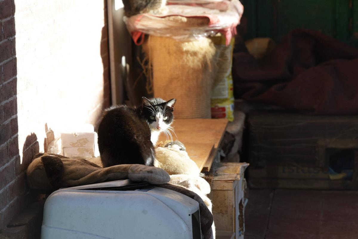 Una colonia felina en Cáceres