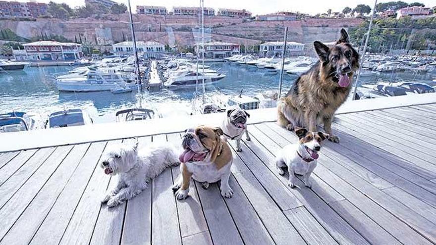 Port Adriano es hoy y mañana un lugar para disfrutar con los perros.