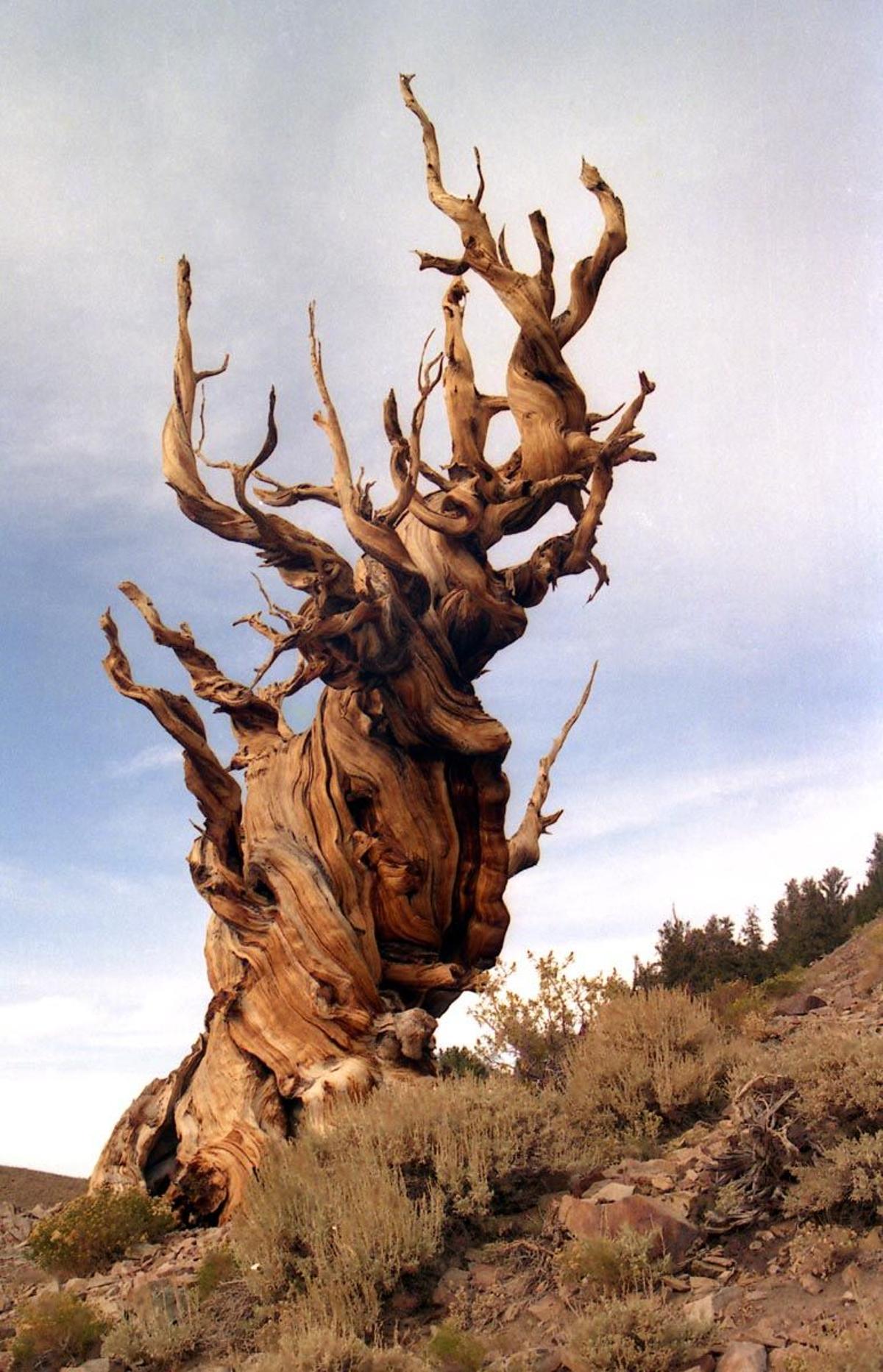 Imagen del árbol más viejo del mundo