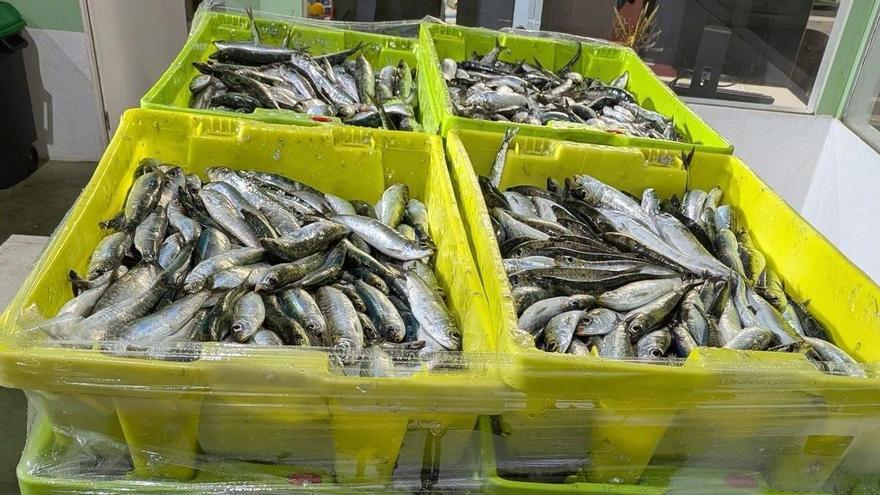 Decomisan 10.000 kilos de sardina irregular en Meaño