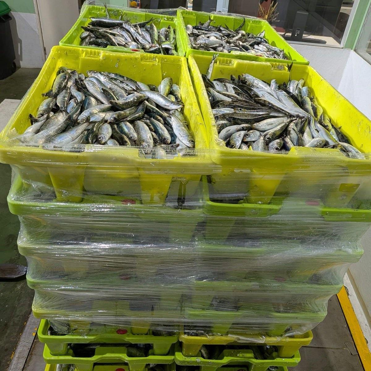 Una parte de la mercancía de sardinas incautada.