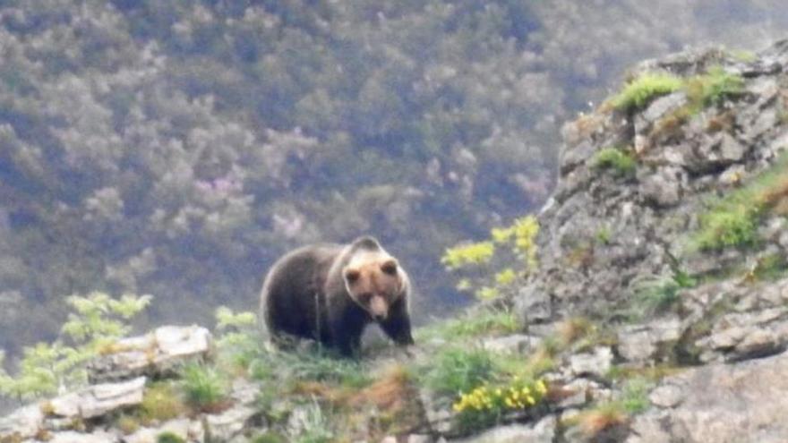 Un oso en una imagen de archivo.