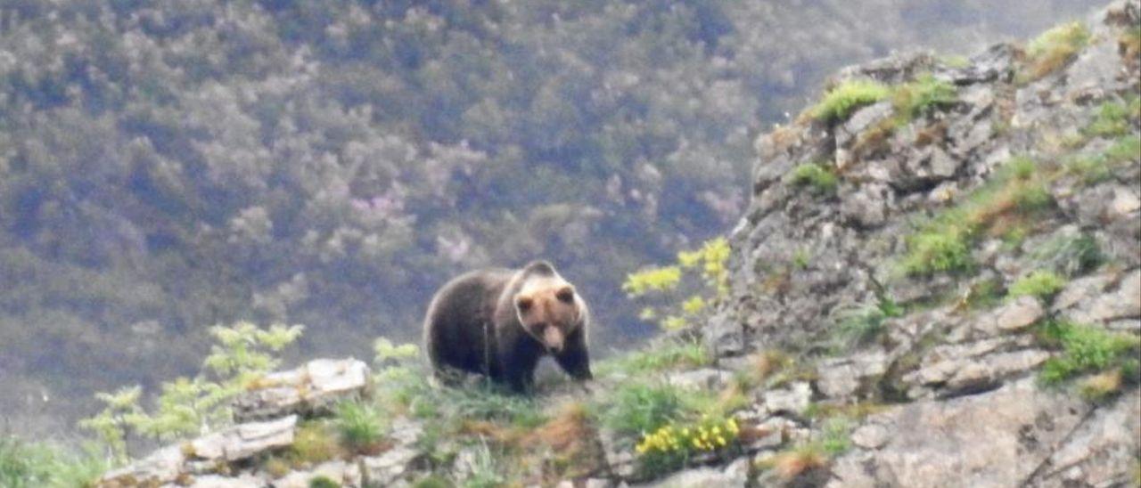 Un oso ataca a una mujer en Cangas del Narcea