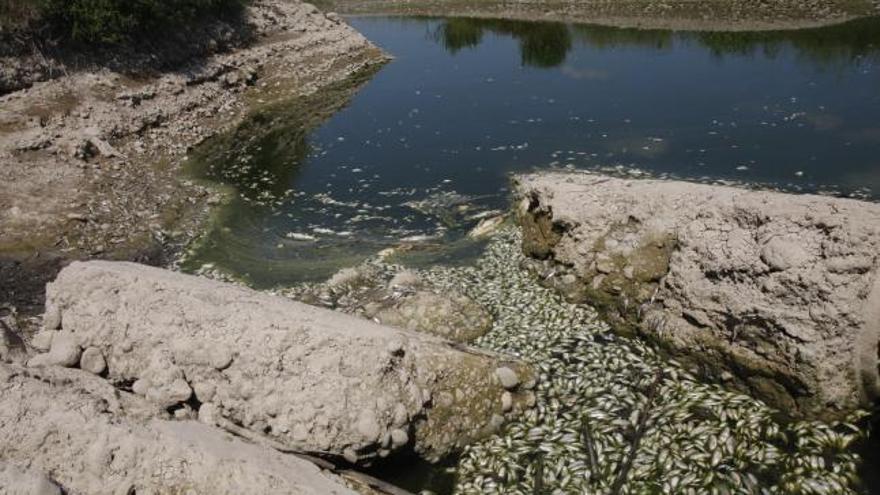 Los peces muertos están pudriéndose y el hedor se nota en Villanueva de Castellón.