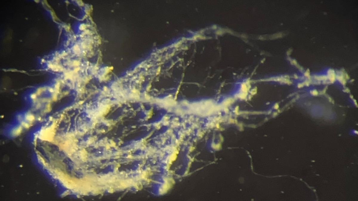 La nueva especie de "bacteria eléctrica" fue denominada Candidatus Electrothrix yaqonensis.