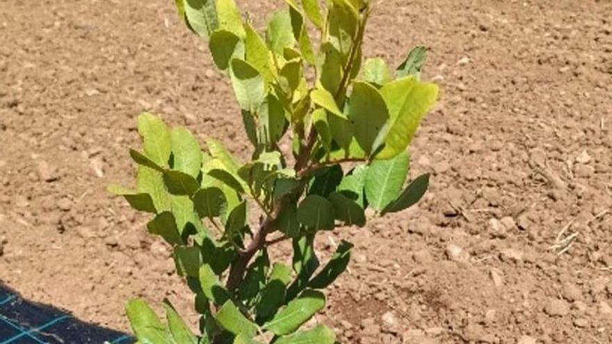 Baleares inicia un programa para adaptar el cultivo del algarrobo al cambio climático