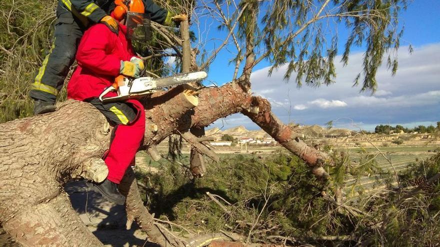 El temporal tumba un gran árbol en Lorca