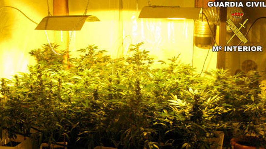 31 plantas de marihuana intervenidas.