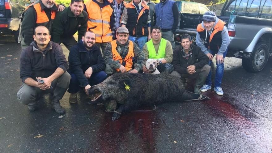 Abaten en Marín un jabalí de 164 kilos