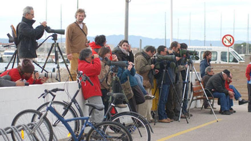 L&#039;au ha generat una gran expectació entre els ornitòlegs europeus.