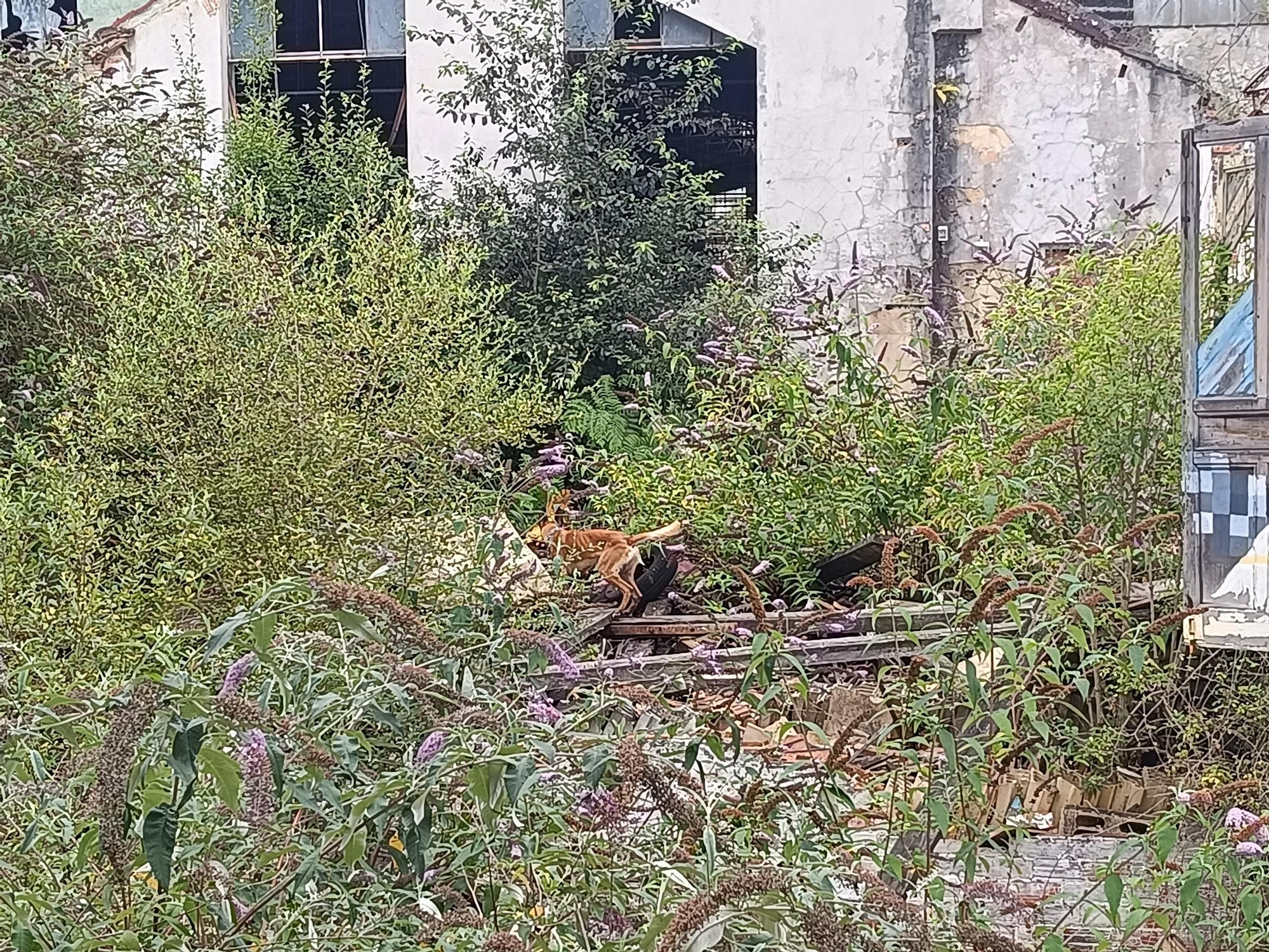 Así entrena la Unidad Canina de Rescate del Principado de Asturias, con sede en La Morgal