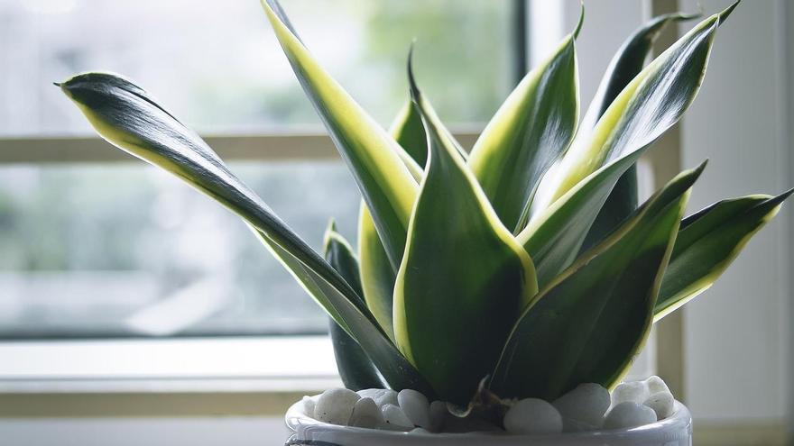 Sansevieria, la planta que atrae la fortuna y las buenas energías a tu  hogar - Información