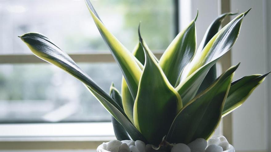 10 Plantas de interior que podem iluminar até os cantos mais