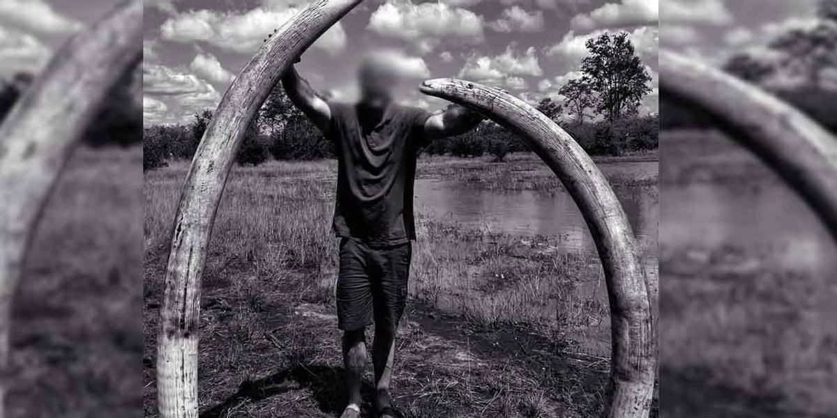El cazador pagó 50.000 dólares por matar el elefante