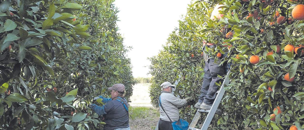 Trabajos de recolección en una plantación citrícola de Palma del Río.