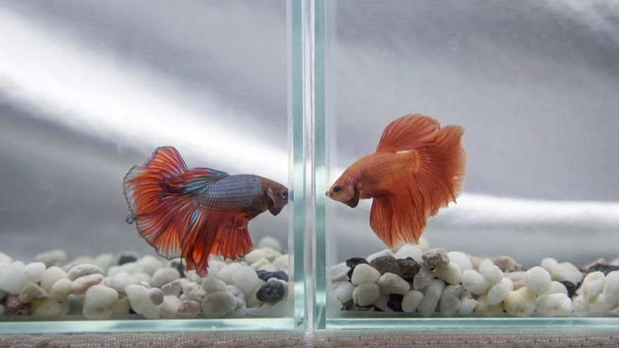 They provide more evidence that fish recognize themselves in a mirror