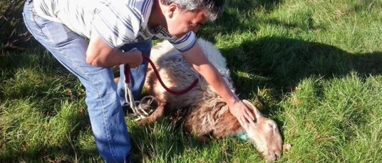 Una oveja que sobrevivió a un supuesto ataque del lobo, en Oviñana (Cudillero).