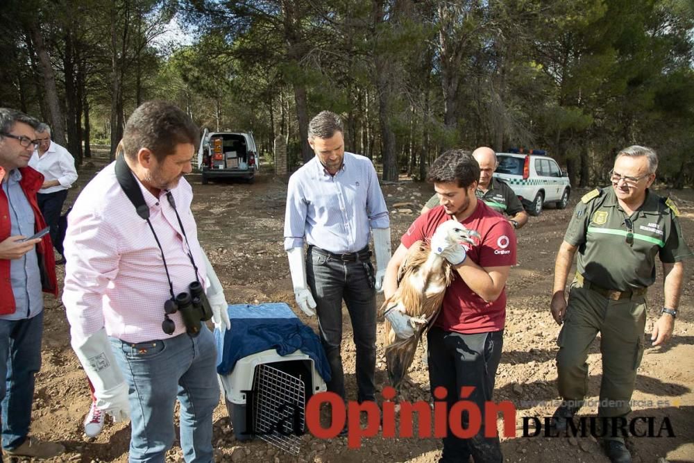 Liberan un Buitre Leonado en la Sierra de Mojantes