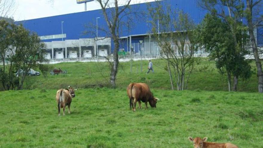 Vacas en los terrenos del parque metropolitano de Paredes, ayer.