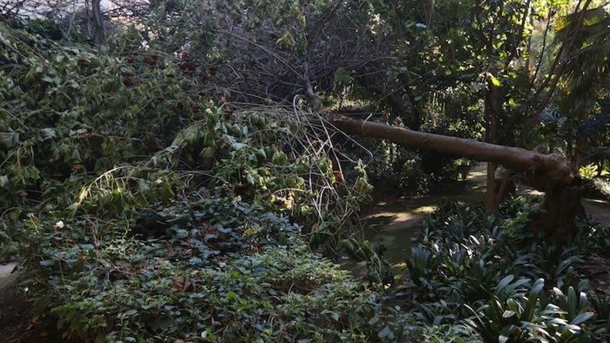 La falta de mantenimiento ha provocado la pérdida de 50 ejemplares de plantas en tres años.