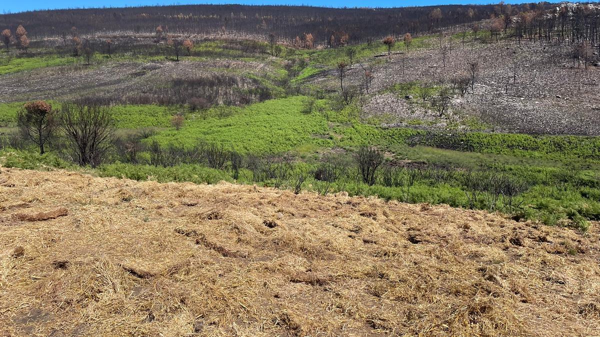 Así queda protegido el monte después de la acción de &quot;La Culebra no se calla&quot;.