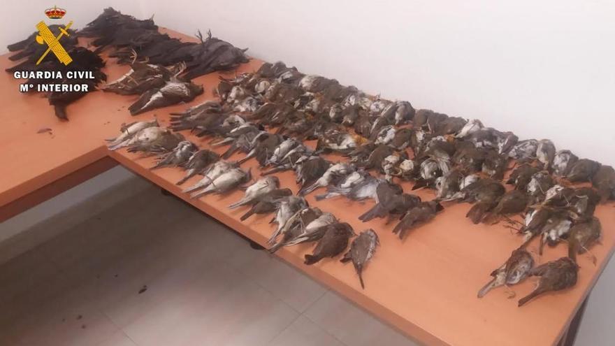 Detenido en Montoro con 250 trampas &#039;costilla&#039; y 138 aves muertas