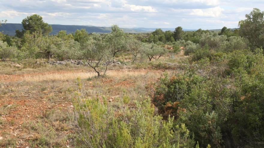 La promotora proyecta una inversión de 33 millones en el parque solar de Bolbaite