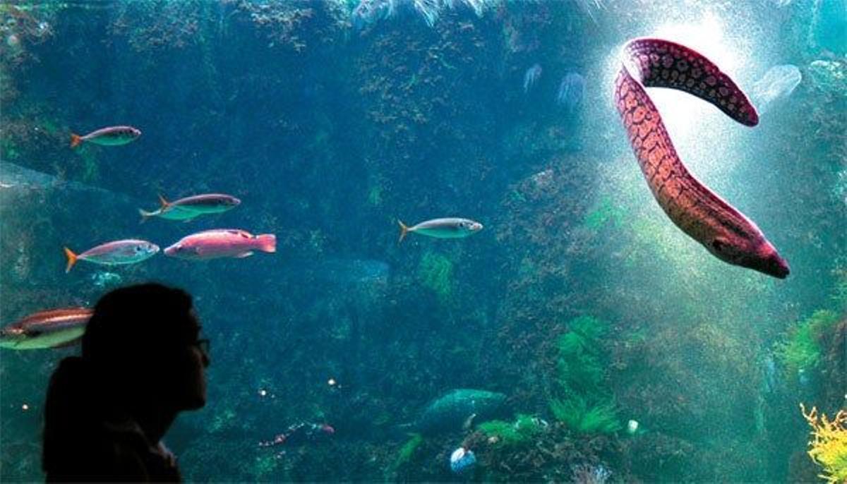 Aquarium Finisterrae.