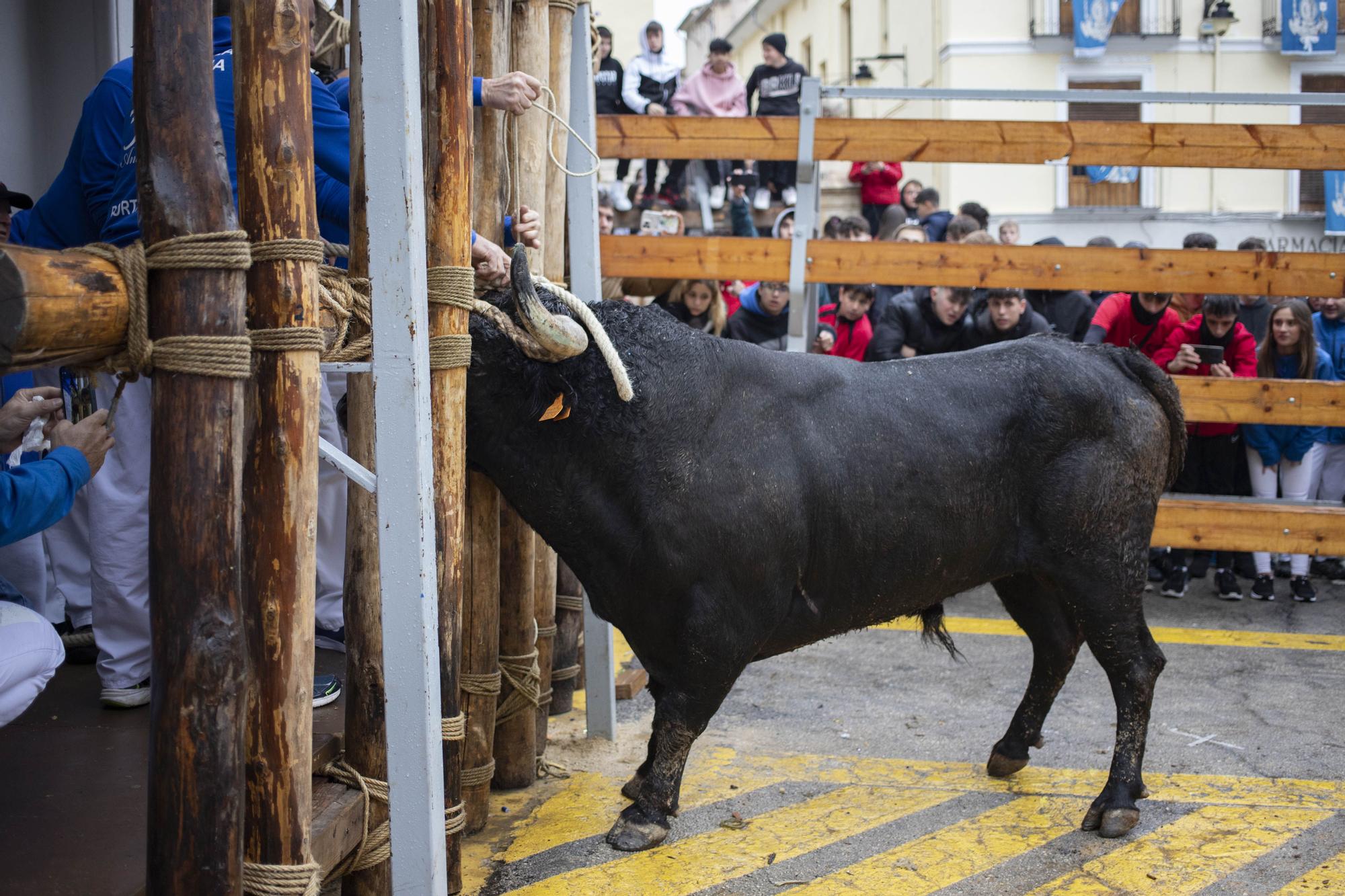 El "Bou en corda" vuelve al Pont Vell de Ontinyent