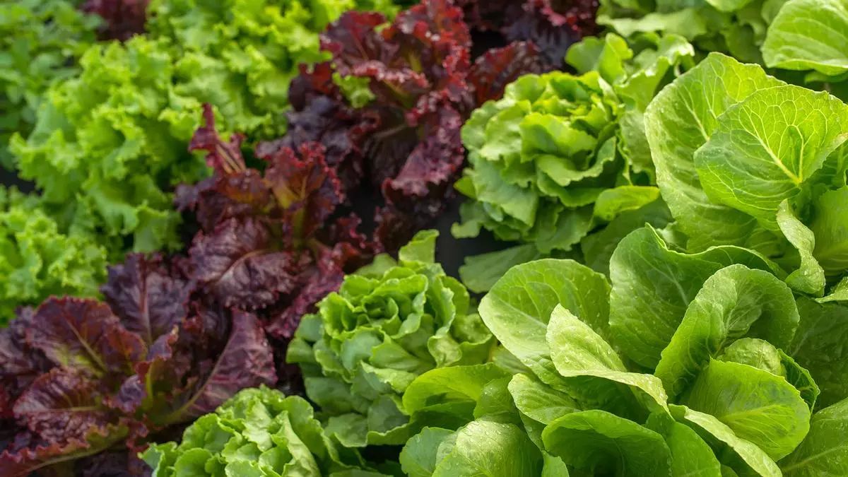 Descubren que las hojas de las plantas absorben microplásticos directamente de la atmósfera