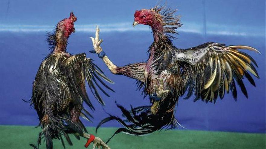 Gallos de pelea.