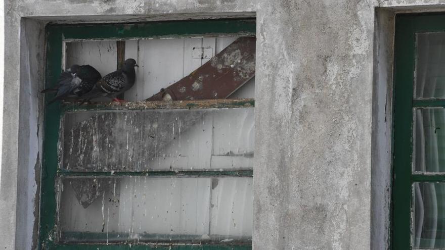 Palomas en una de las ventanas del edificio desocupado de la calle de la Merced.