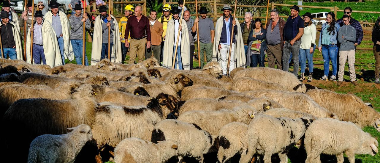 Pastoreo con ovejas 'bombero' para prevenir incendios en Gran Canaria
