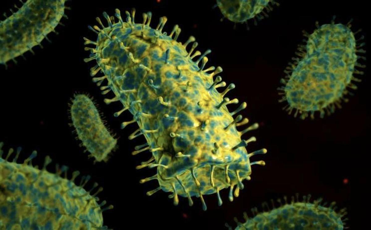 El virus de la rabia: cómo se contagia y cuáles son sus síntomas.