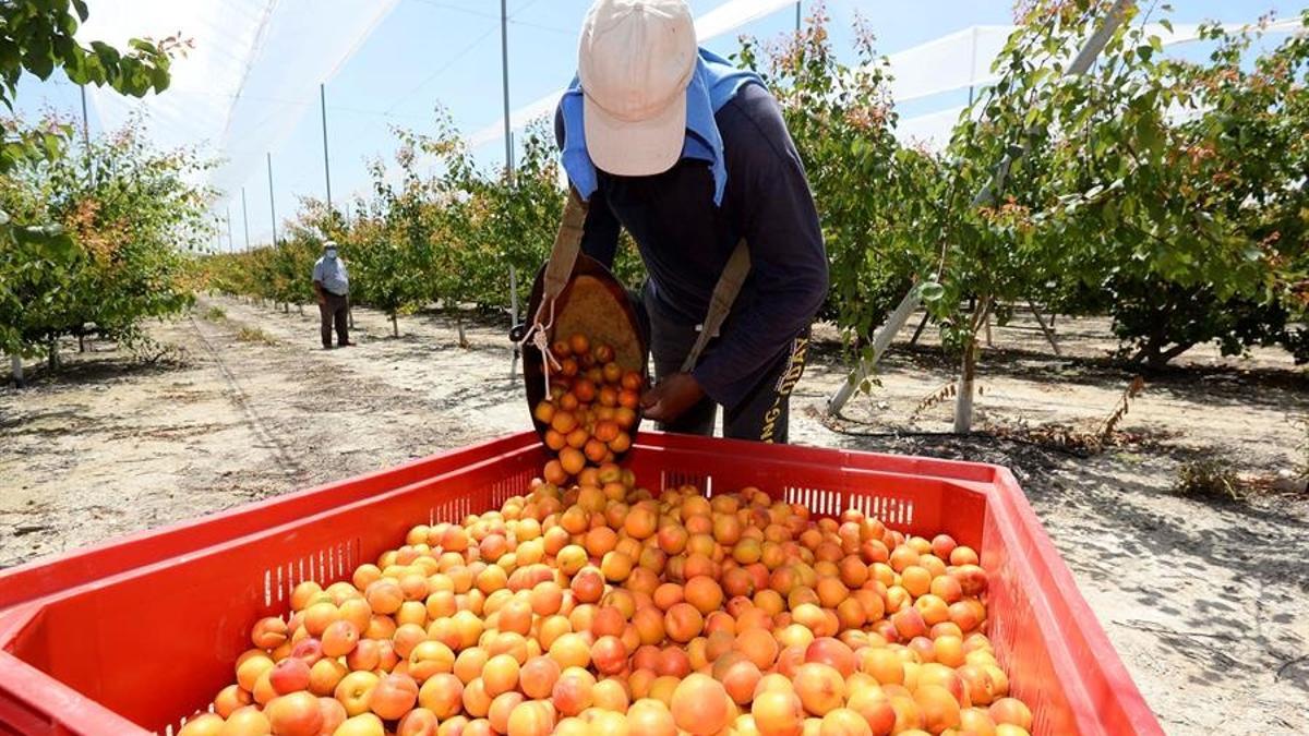 Un trabajador recolecta albaricoques en una finca murciana.