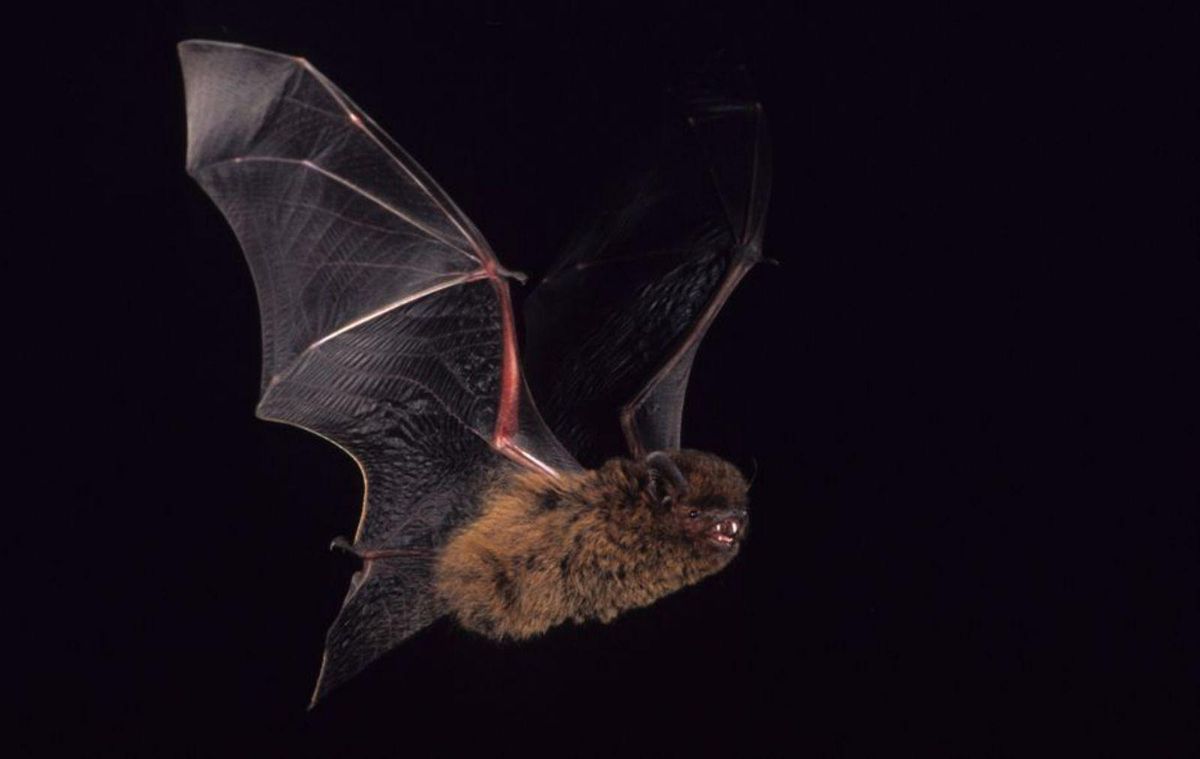 Un ejemplar de murciélago de Madeira. | E. D.