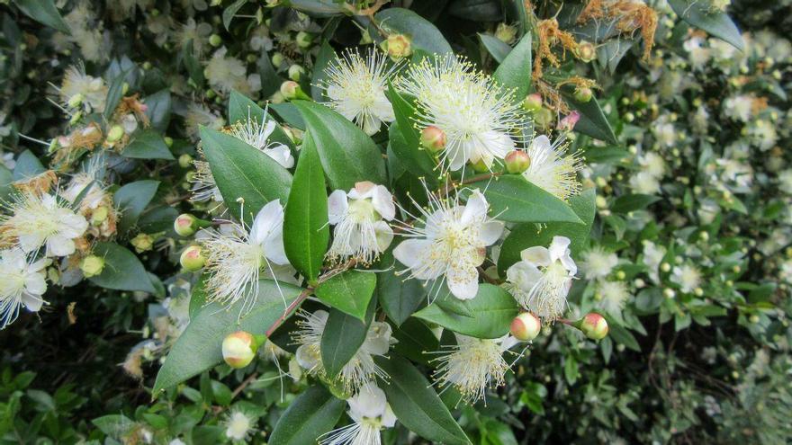 El arbusto mediterráneo que perfuma el jardín, resiste la sequía y casi no necesita cuidados