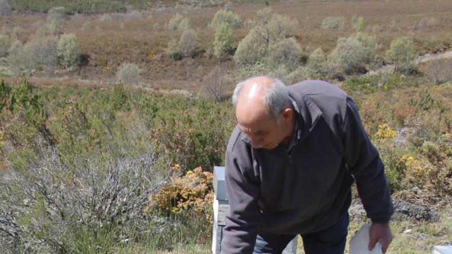 El apicultor Isidro Bordel muestra los cuadros comidos en el primer asalto.