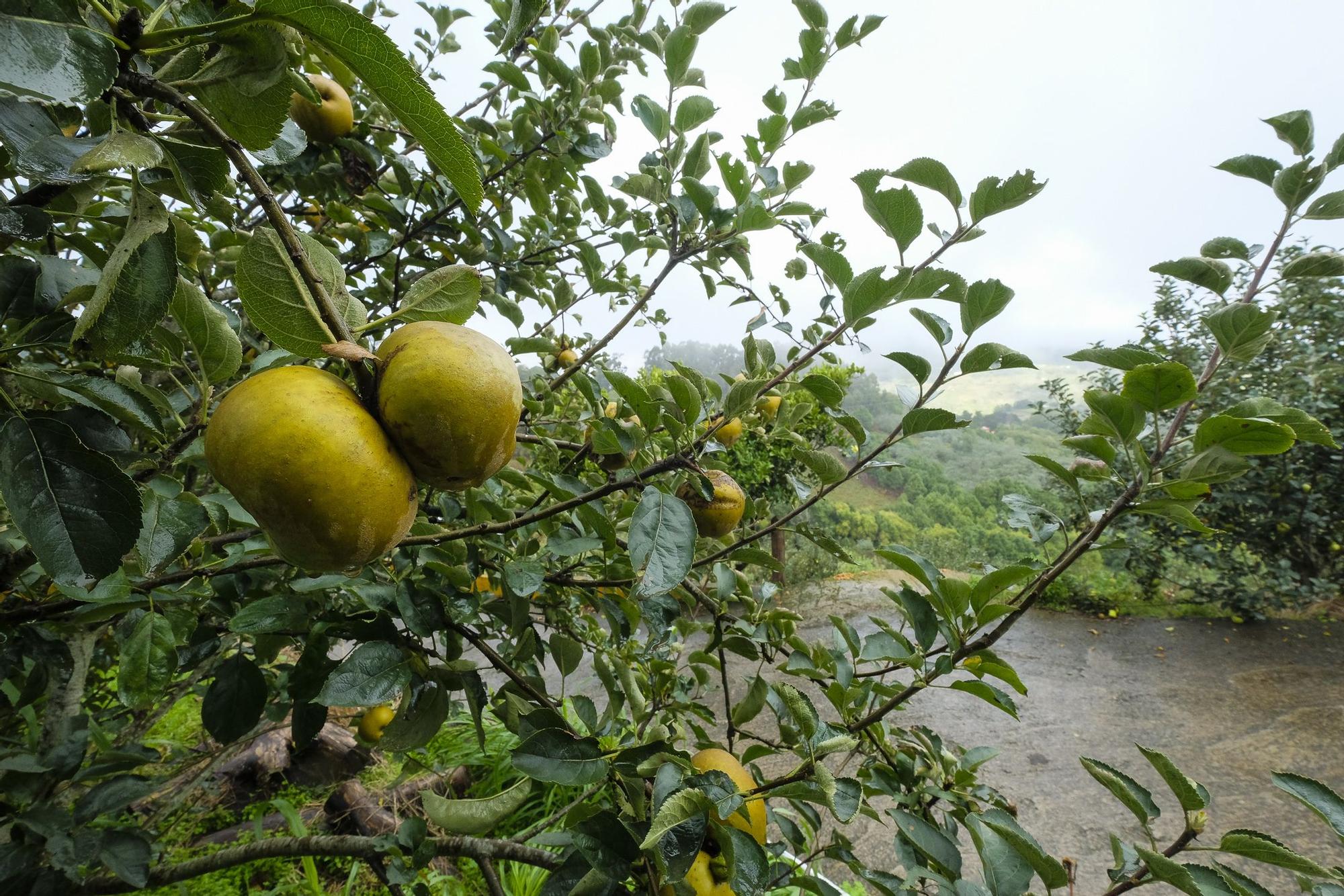 Un chubasco de manzanas