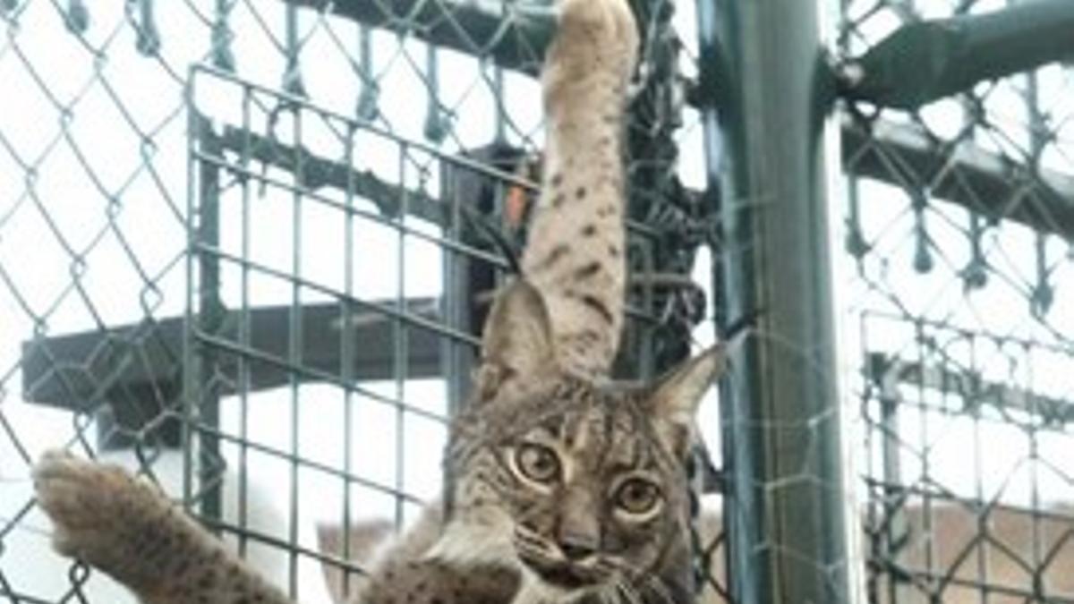 Azahar, hembra de lince nacida en Sierra Morena en 2004, en el centro de cría en cautividad de Silves, en Portugal